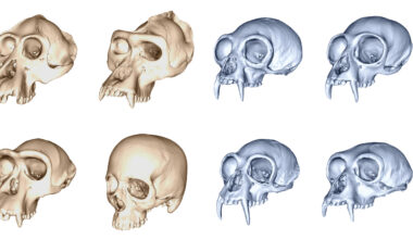 Humans evolved fastest among the apes, 3D skull study shows