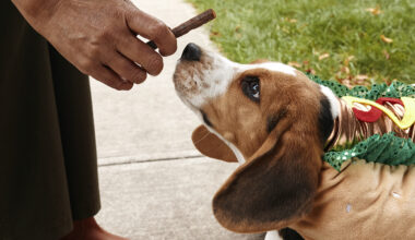 A four-day Halloween event for dogs is taking over NYC