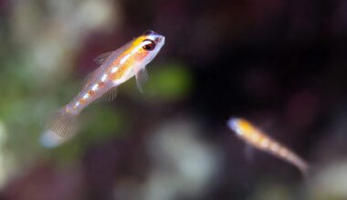 The genetics behind why some fish remain tiny
