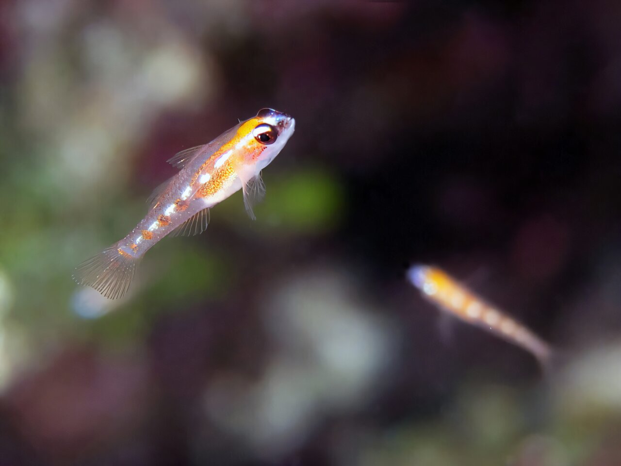 The genetics behind why some fish remain tiny