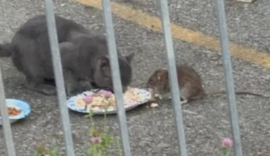 Coney Island residents say rats are keeping cats away