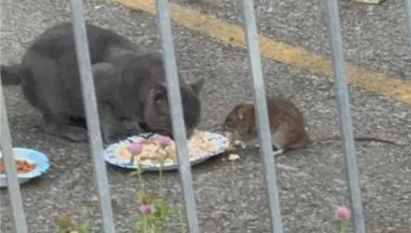Coney Island residents say rats are keeping cats away