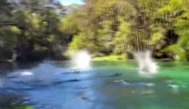 ‘It’s raining monkeys:’ Florida kayaker records crazy video of paddling primates