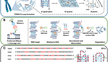 'Guided missile' drug molecule seeks out and destroys cancer's genetic lifeline