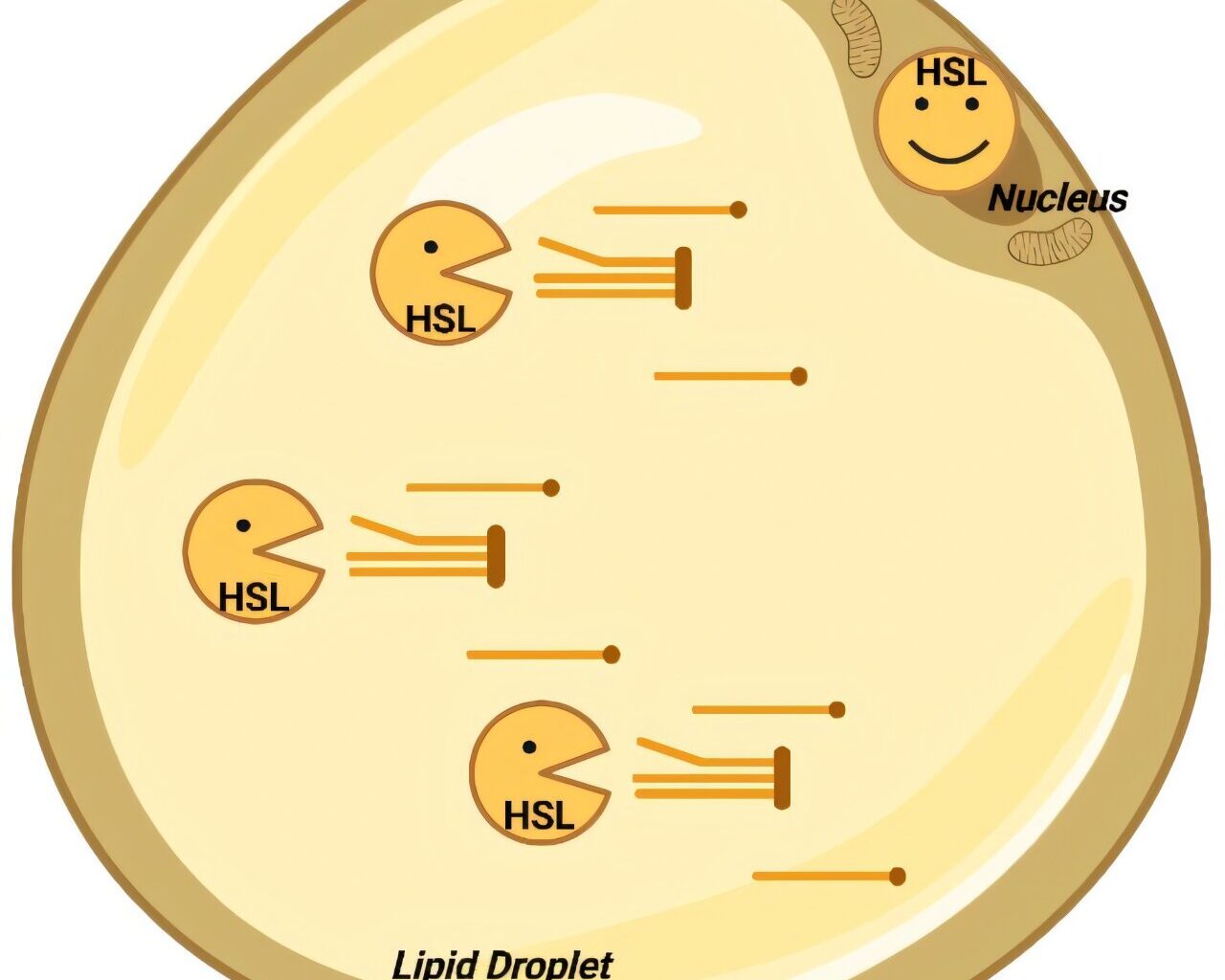 Discovery shakes 60 years of certainty about fat metabolism
