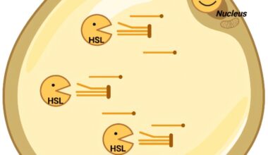 Discovery shakes 60 years of certainty about fat metabolism