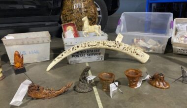 Rhino horns and elephant ivory seized by authorites in LA County – NBC Los Angeles