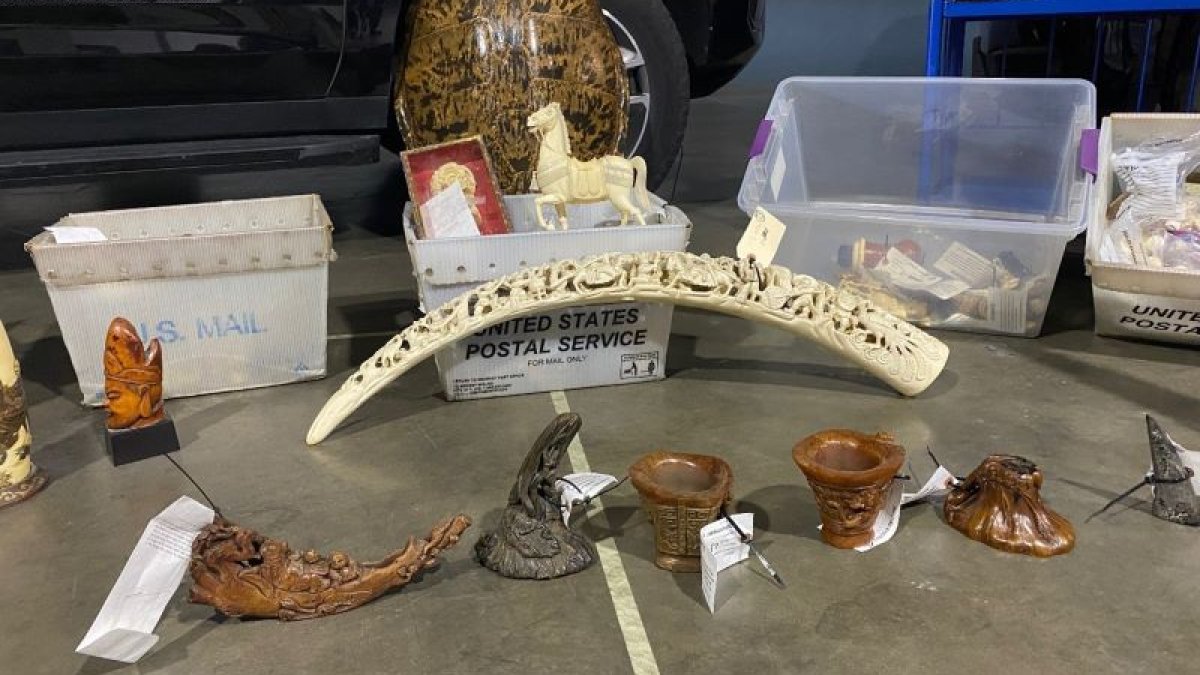 Rhino horns and elephant ivory seized by authorites in LA County – NBC Los Angeles