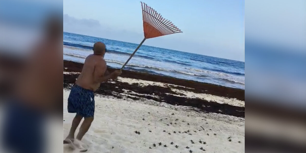 Beachgoer With A Rake Singlehandedly Saves Hundreds Of Endangered Babies