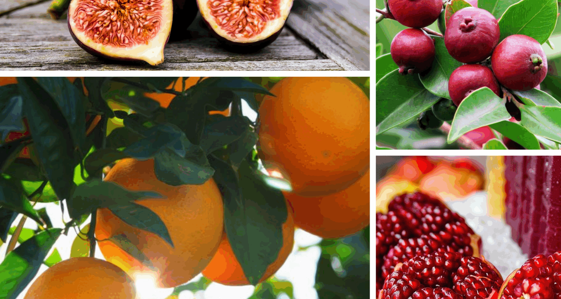 Historic brunch, brews, scoops — and a tree giveaway, too