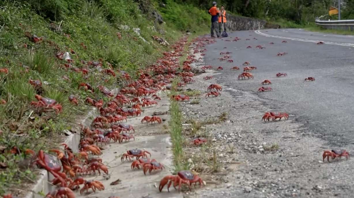 Have You Seen This? Millions of red crabs begin migration on Australia's Christmas Island
