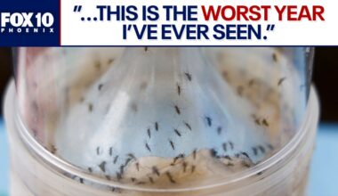 Mosquitoes: What you can do to keep them away