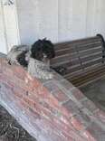 ‘Trembling’ Dog Plants Herself On Family's Porch And Refuses To Leave