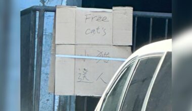 Warehouse Hangs 'Free Cats' Sign Out Front And New York City Residents Rush In To Help