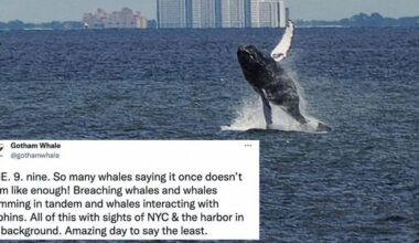 New York City was visited by nine different whales in one day and the photos are incredible