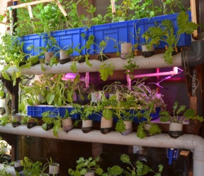 Peter Singh and Neeno Kaur have 10-15 AQI, they grow veggies at home Peter Singh and Neeno Kaur have 10-15 AQI