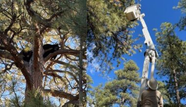 Mama bear, 2 cubs rescued from elementary school in Flagstaff