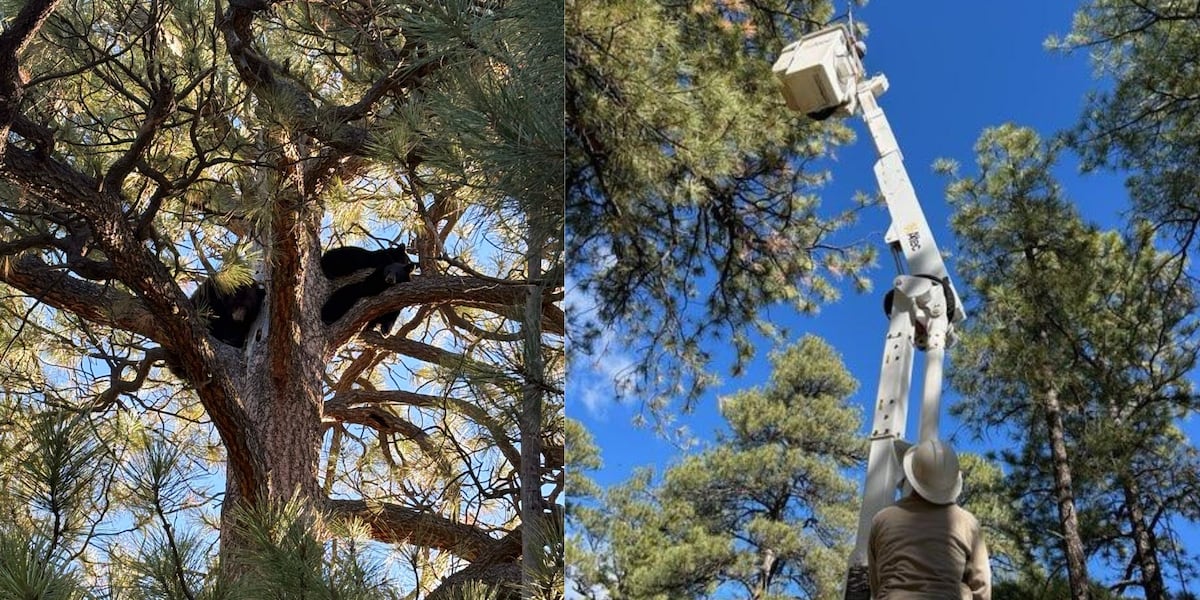 Mama bear, 2 cubs rescued from elementary school in Flagstaff