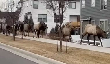 Have You Seen This? Massive elk herd tromps across Colorado town