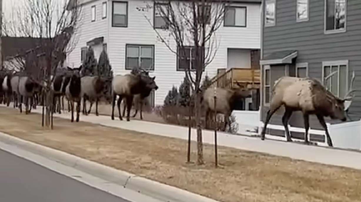 Have You Seen This? Massive elk herd tromps across Colorado town