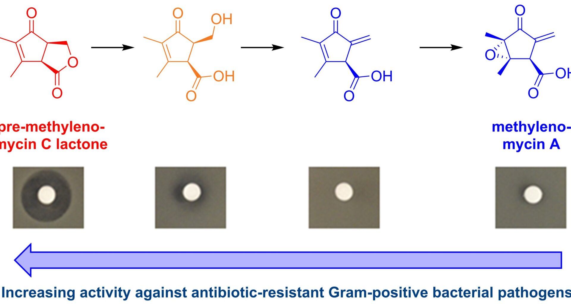 Chemists discover antibiotic for drug-resistant bacteria 'hiding in plain sight'