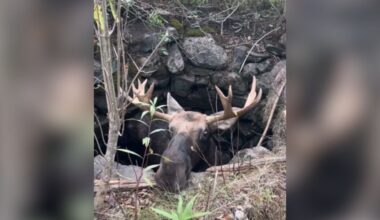 Teen Hears A Crash In The Woods And Finds Huge Animal Trapped In A Well