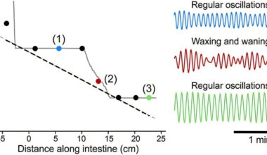How a chorus of synchronized frequencies helps you digest your food
