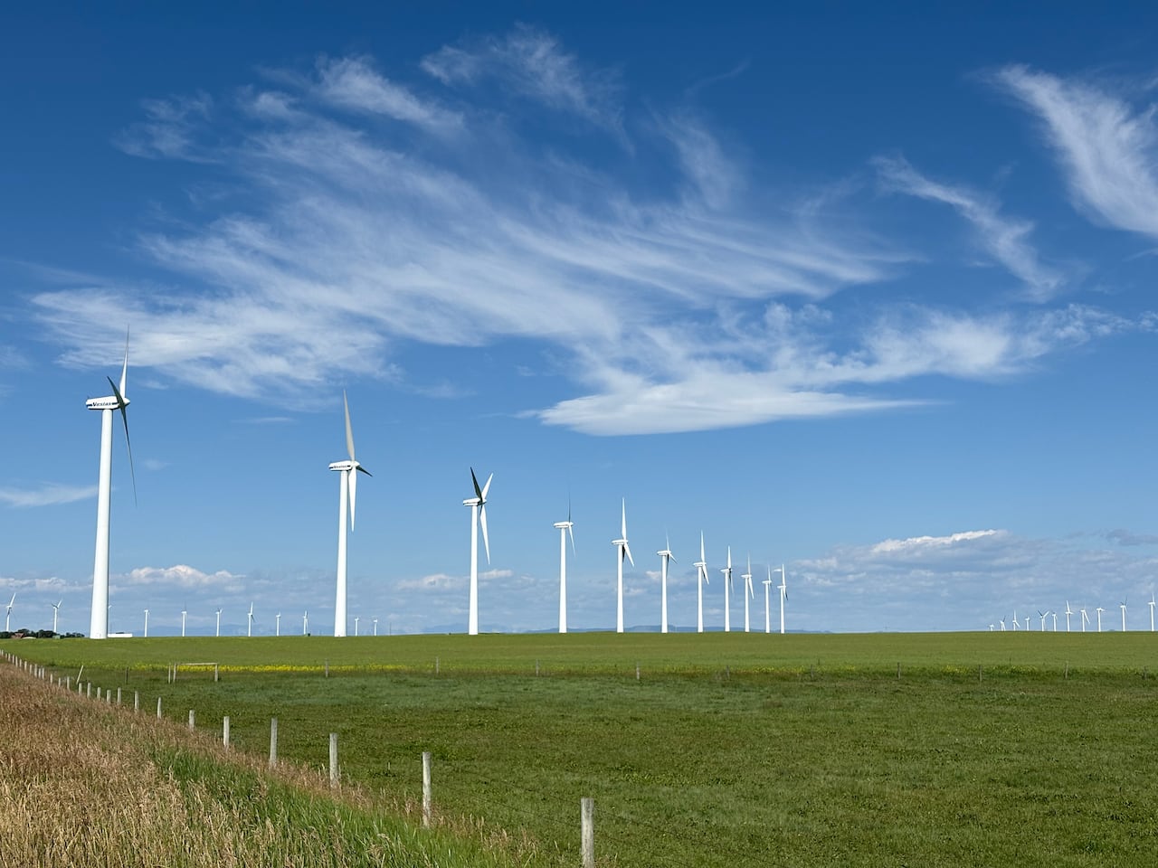 An open field with dozens of wind turbines. 