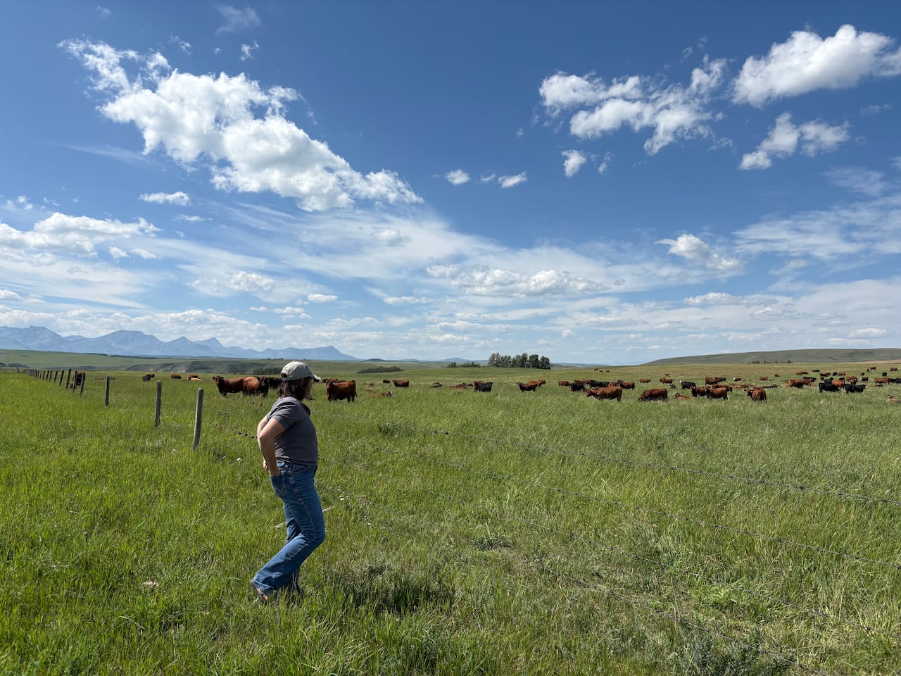 A woman stands in a field, looking at her cows. 