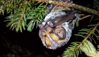 Wind turbines keep killing bats in Canada. Advocates say this needs to change