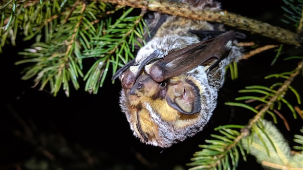 Wind turbines keep killing bats in Canada. Advocates say this needs to change