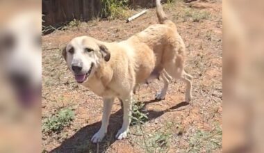 Mama Dog Crawls Under Fence To Escape Neglect — Then Finds Help For Her Puppies