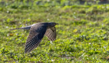Birders going 'cuckoo' after unexpected sighting in New York City area