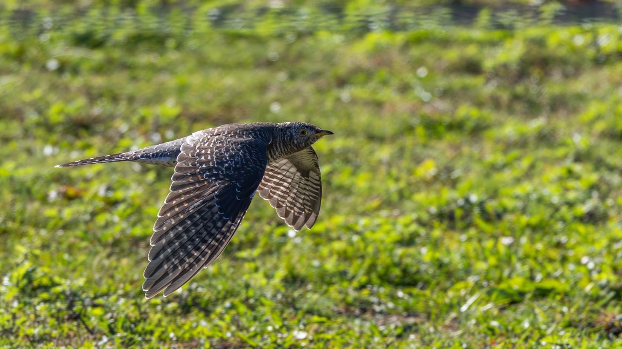 Birders going 'cuckoo' after unexpected sighting in New York City area