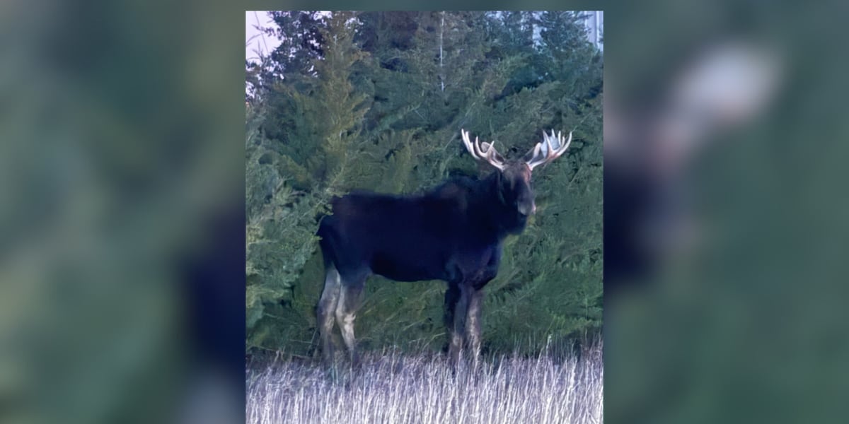 Family spots moose in north-central Kansas