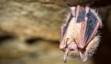 Tricolor bats' maternity colony thrives on Long Island