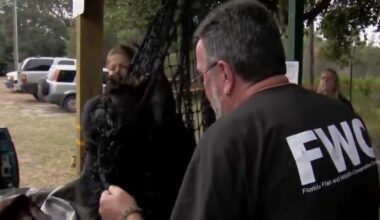 Florida bear hunt opponents secure dozens of permits in hopes of sparing animals