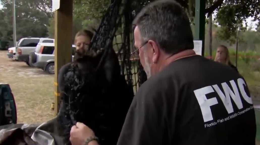 Florida bear hunt opponents secure dozens of permits in hopes of sparing animals