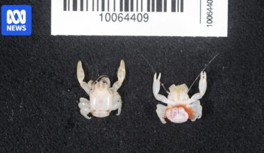 CSIRO voyage discovers new species of shark and crabs off West Australia's Gascoyne coast