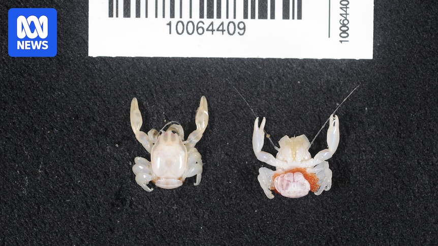 CSIRO voyage discovers new species of shark and crabs off West Australia's Gascoyne coast
