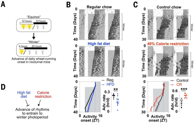 HFD and CR regulate circadian entrainment to seasonal photoperiods. (CREDIT: Science)