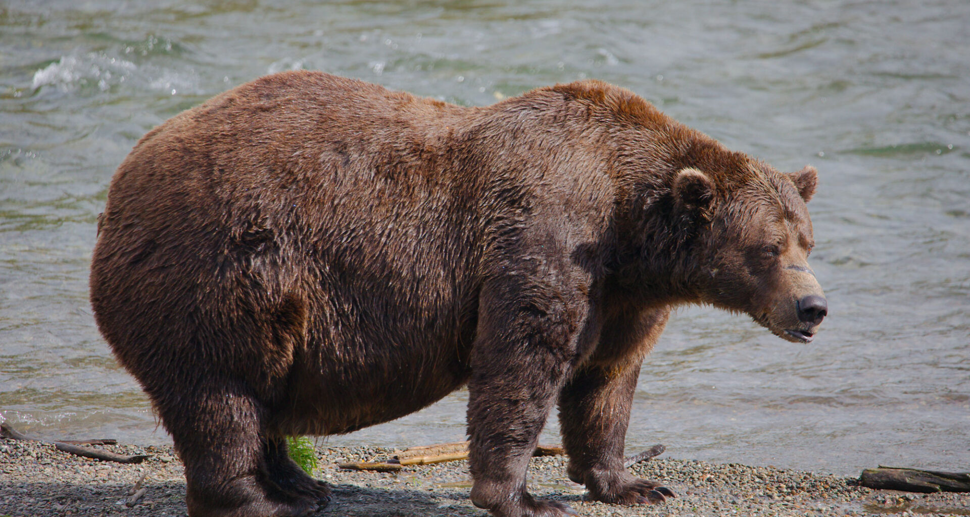 Chunk, a 1,200-pound bear with a broken jaw, wins Alaska’s popular Fat Bear Week contest