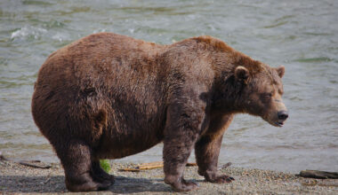 Chunk, a 1,200-pound bear with a broken jaw, wins Alaska’s popular Fat Bear Week contest