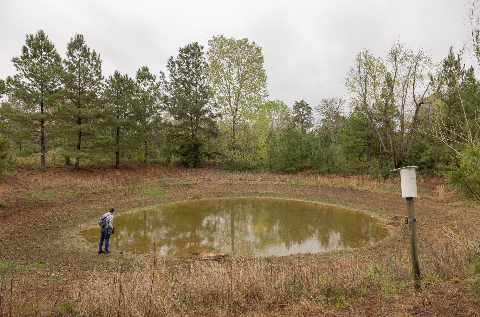 A man stands at the end of a shallow pond, looking for tadpoles