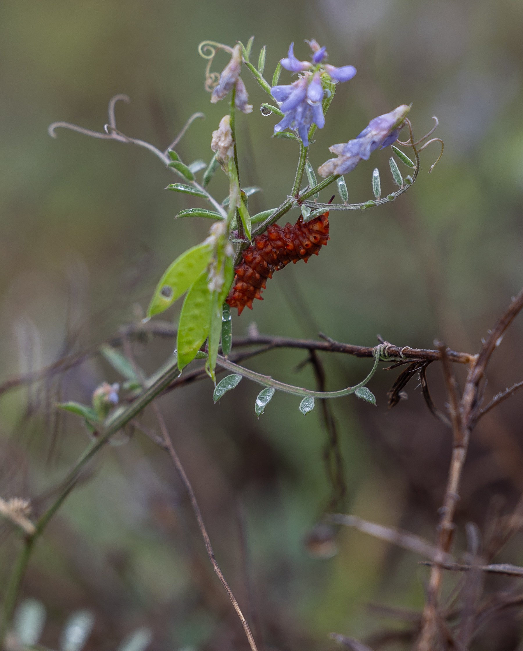 A red pipevine swallowtail caterpillar feeding on a Louisiana vetch that is lilac colored.