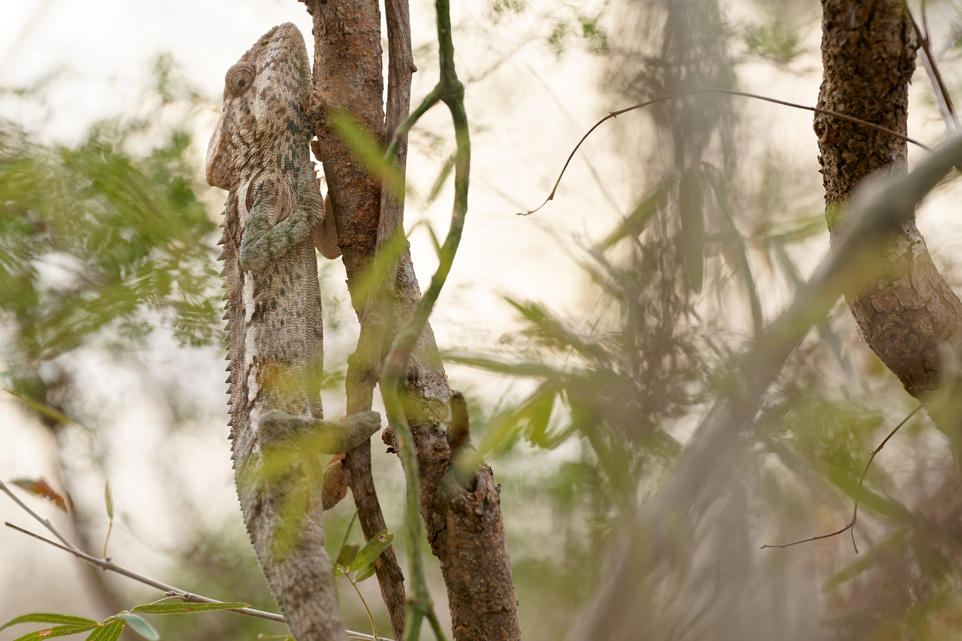 A chameleon climbing up a branch in Madagascar.