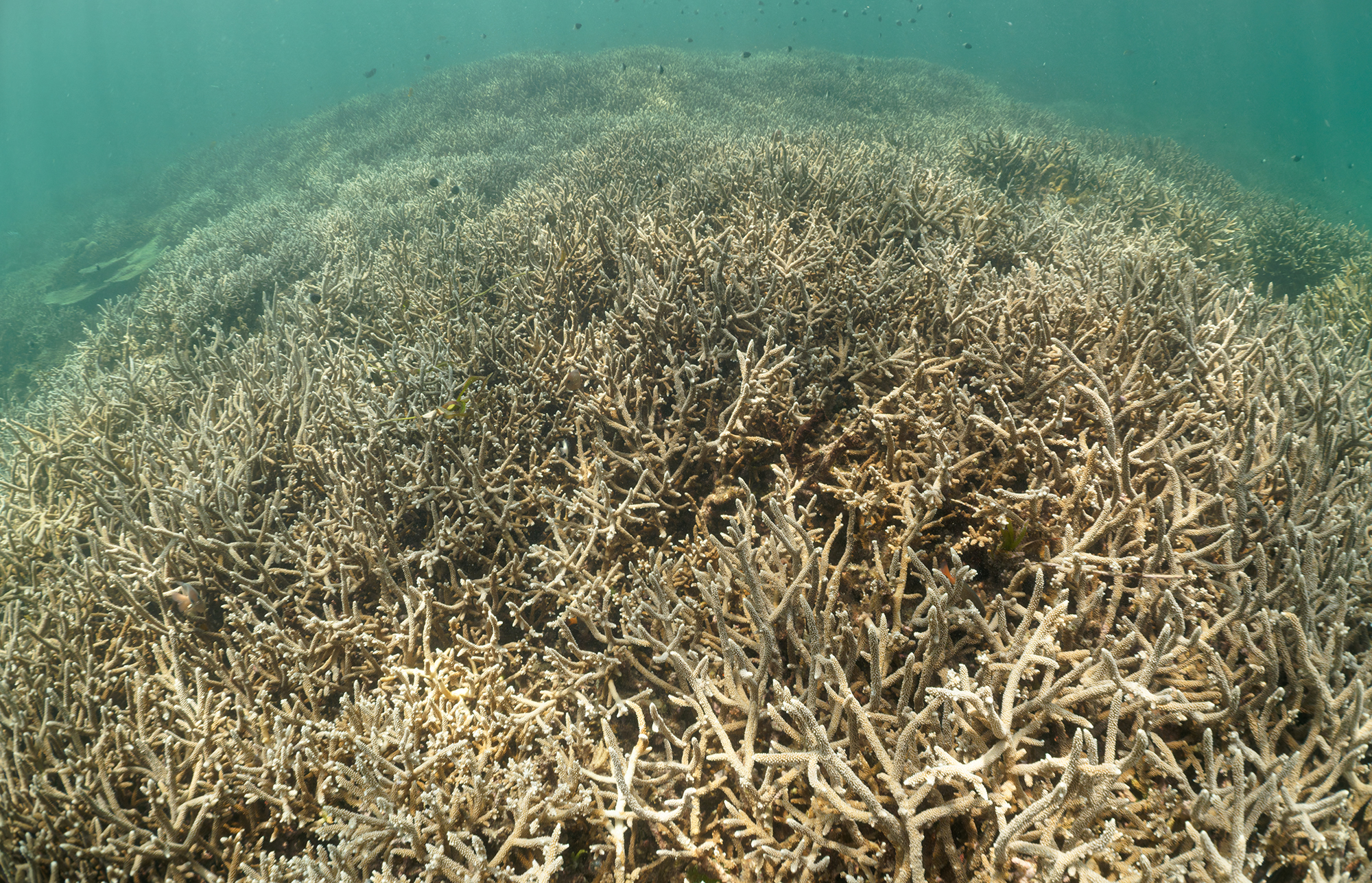 A large bed of branching corals in a lagoon, seen underwater.