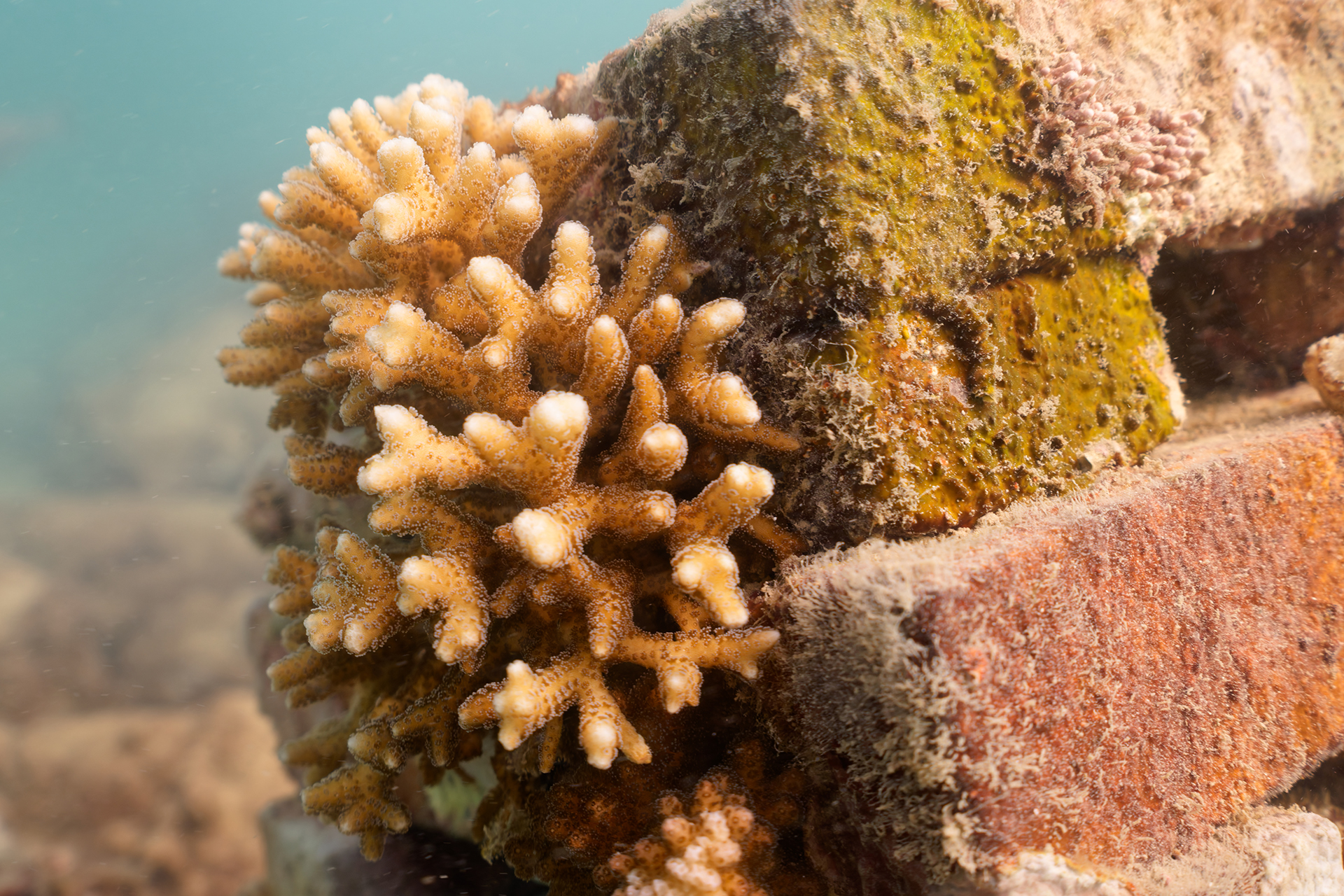 Coral grows from one of the ARMS 