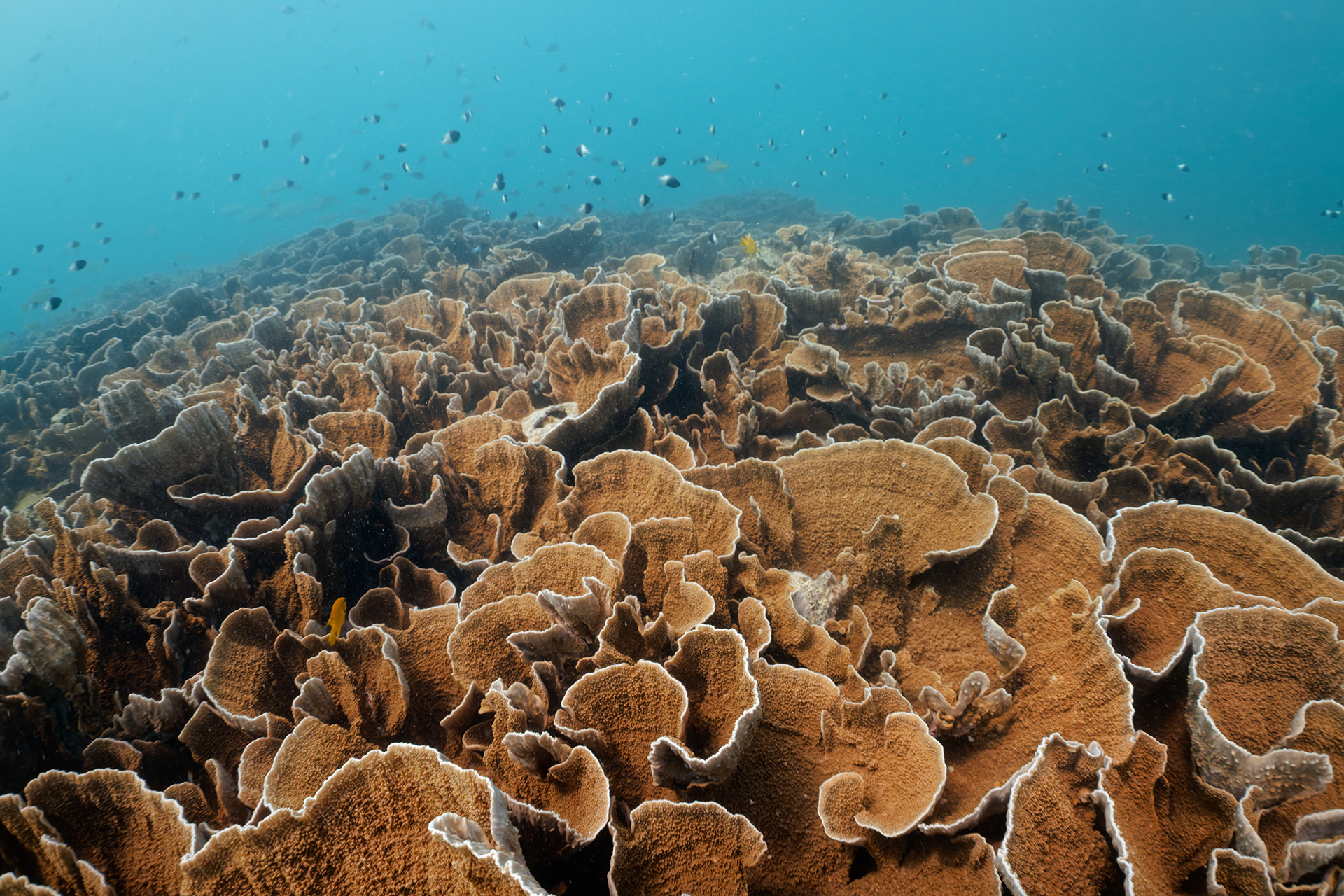 Rose-like coral colonies that look like an underwater bouquet