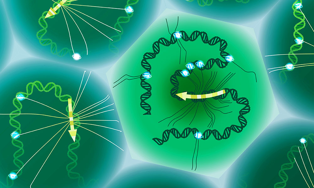 New Tool Offers Single-cell Study Of Specific Genetic Variants